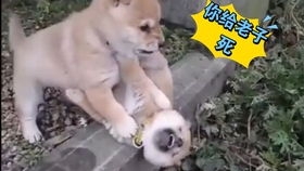  沙雕狗子表情包完