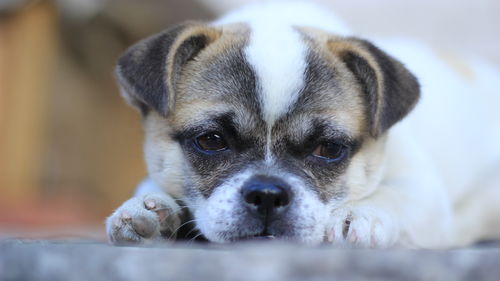 狗狗有虫用普安特宠物药,超有效 狗狗有虫用普安特宠物药,超有效