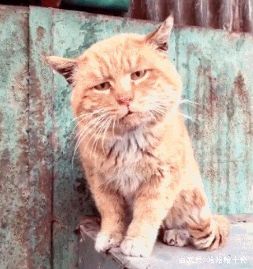  网友遇到一只橘猫,这忧郁的气质,一看就是只有故事的猫