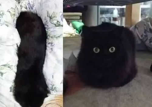  哈哈哈丨笑到生活不能自理的手办