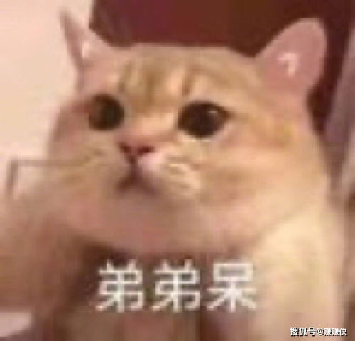  搞笑表情包图片偷听情话,你为什么不泡我,笑死我了