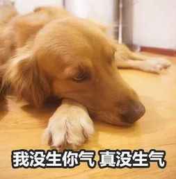  what这年头小奶狗都会求医了