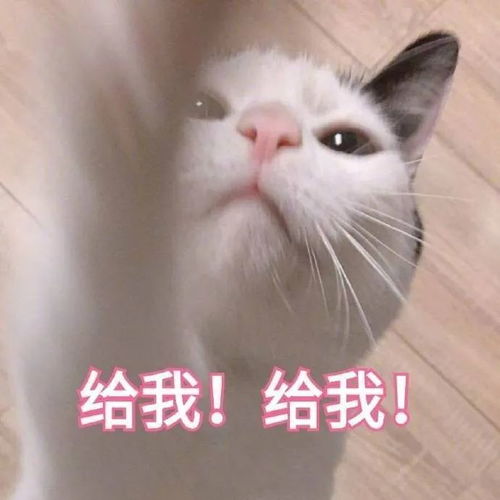  表情包你是在找我这个小可爱吗