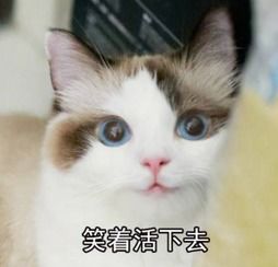  求这只猫的全套表情包