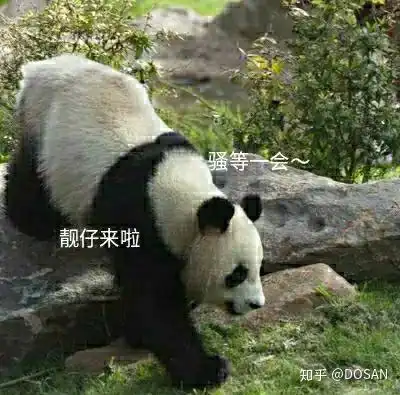 熊猫真是太可爱了第一波熊猫表情包 熊猫真是太可爱了第一波熊猫表情包