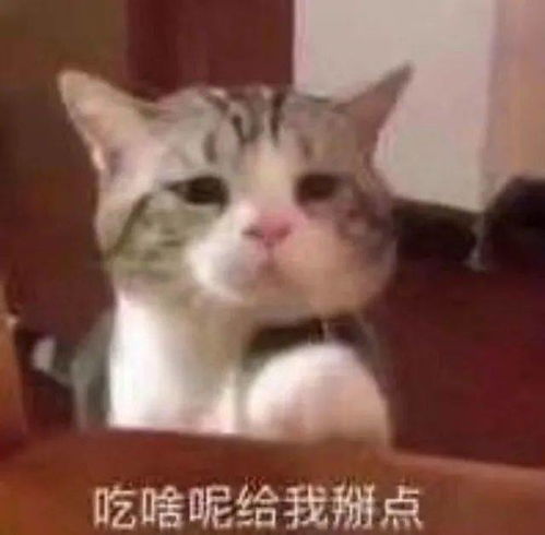  表情包