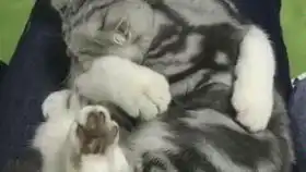  可爱搞笑的喵咪