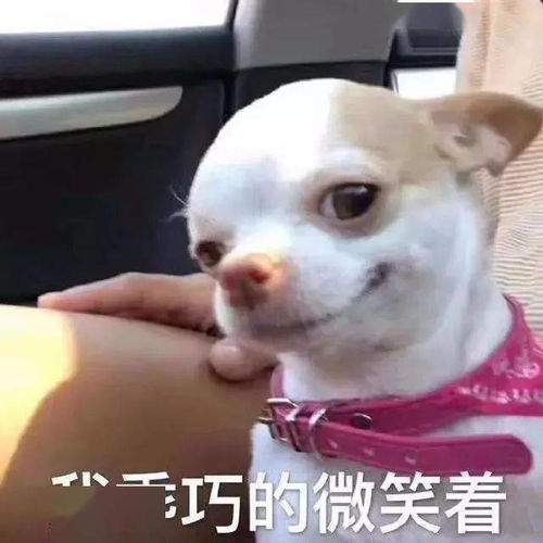  表情包杂集猛狗哭泣