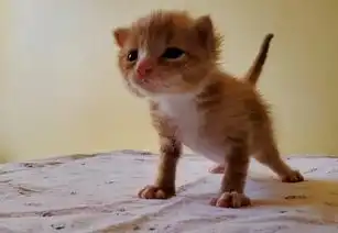  讲义气的橘猫,被人领养后,偷偷将自己的兄弟姐妹带回家
