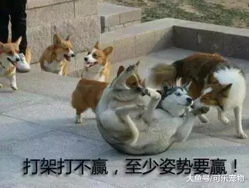  不是犯二就是拆家,这些痛只有养过哈士奇的人才懂,但痛并快乐着