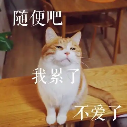 盘点那些我们常用作表情包的网红猫 盘点那些我们常用作表情包的网红猫