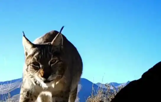 猞猁狼雪豹豺等多种珍稀野生动物亮相昆仑山 猞猁狼雪豹豺等多种珍稀野生动物亮相昆仑山