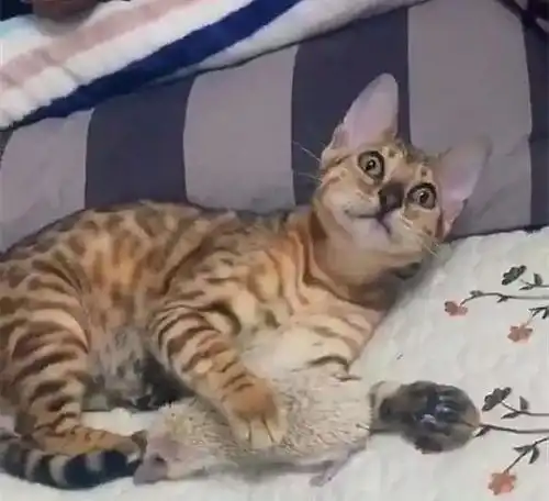 猫咪用爪子碰了下刺猬,脸上表情亮了这个扎脚 猫咪用爪子碰了下刺猬,脸上表情亮了这个扎脚