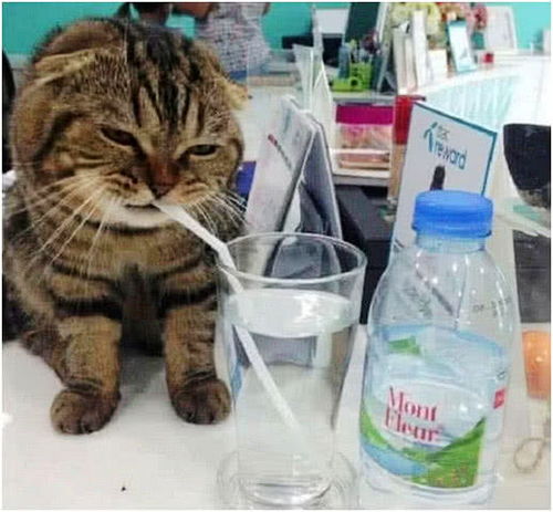  表情把折耳猫带去公司,放了根吸管给它喝水,回来一看,是个表情帝腾讯网...表情