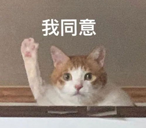  交规不光要车让人礼让斑马线到底怎么让驾驶员行人谁都别任性