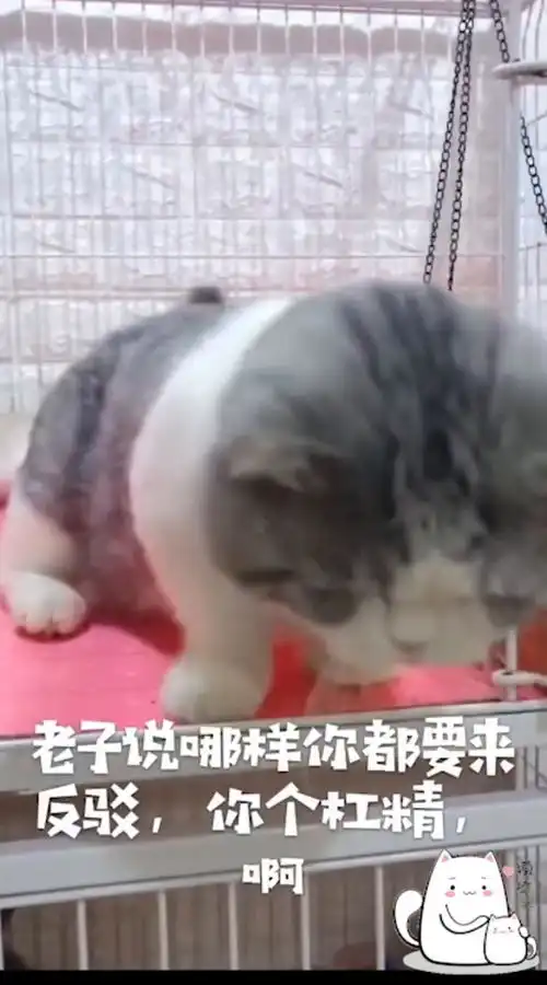 喵星人都喜欢的小可爱,这个小家伙怎么脑袋进浆糊了呢 喵星人都喜欢的小可爱,这个小家伙怎么脑袋进浆糊了呢