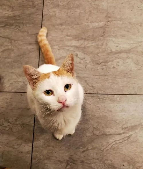  猫咪每天就一副吃不饱的臭脸