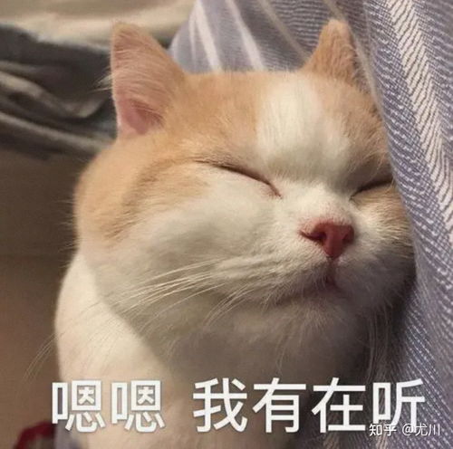 你说这个谁懂啊表情包猫