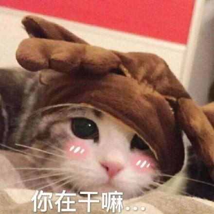 在干嘛表情包搞笑猫咪