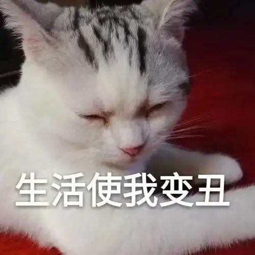 一大波猫咪表情包,总有一款适合你 一大波猫咪表情包,总有一款适合你