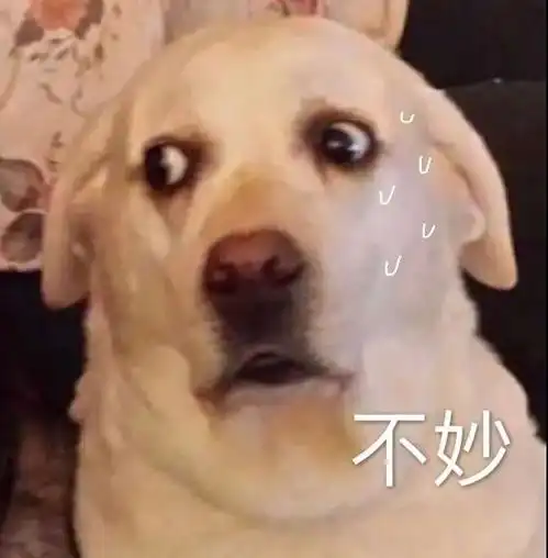  萌宠表情包没有人找我丸