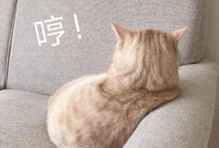 可爱喵咪表情包猫叫