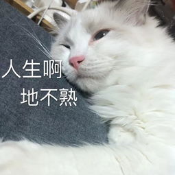  每日表情包人生啊,地不熟
