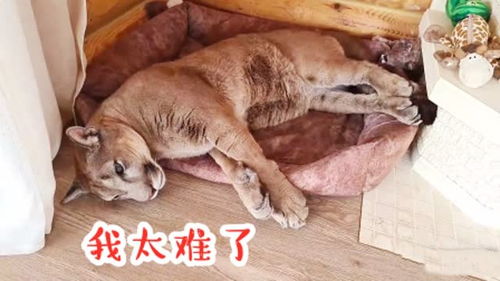  这才叫生无可恋主人给美洲狮喷药,大猫的表情太逗了