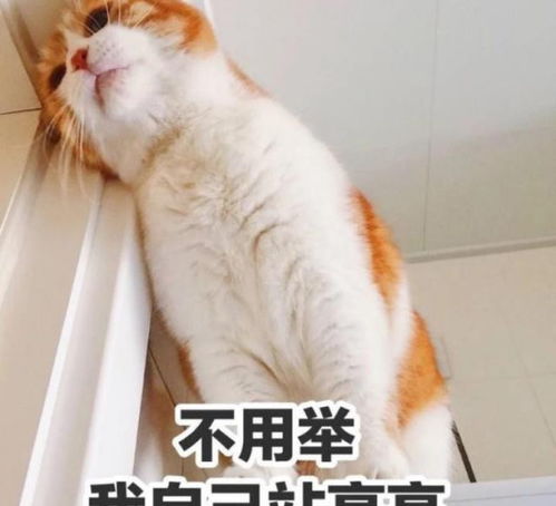  家有猫主子后,居然发生了这么大的变化铲屎官看完全都哭了