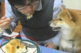 因为自家狗太淘气,主人就买了个狗头蛋糕来吃,狗的表情瞬间凝固 因为自家狗太淘气,主人就买了个狗头蛋糕来吃,狗的表情瞬间凝固