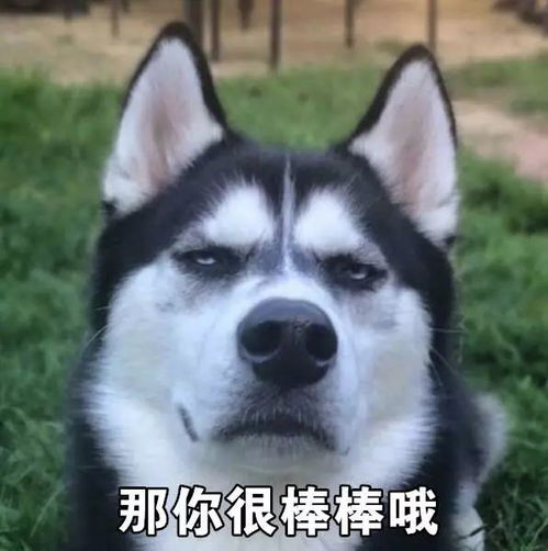 狗旺旺表情包