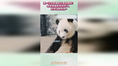  第一次在熊猫脸上看到嫌弃看出来是真不好吃了,好生动的表情