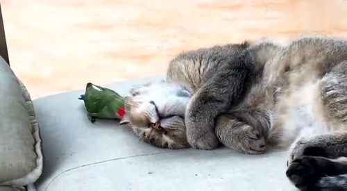  猫猫表情很到位专门卖萌为生