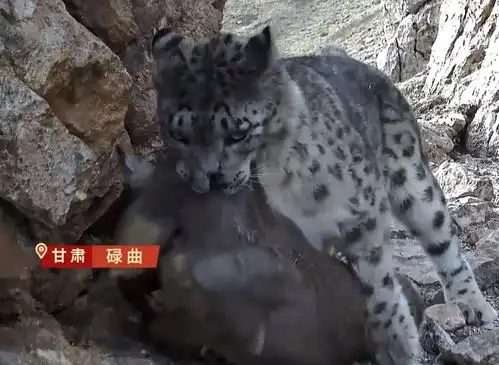 罕见红外相机拍摄到雪豹干饭画面 罕见红外相机拍摄到雪豹干饭画面