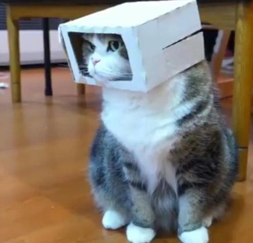 猫咪呕吐表情包主人