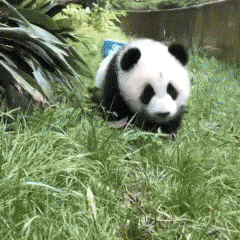  表情问君能有几多愁,玻璃车窗卡狗头宠物表情包