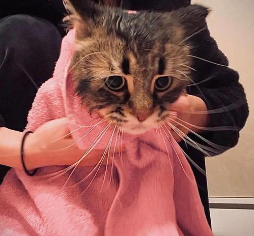  铲屎官晒西伯利亚猫表情包,日常都是戏,这颜艺真是厉害了