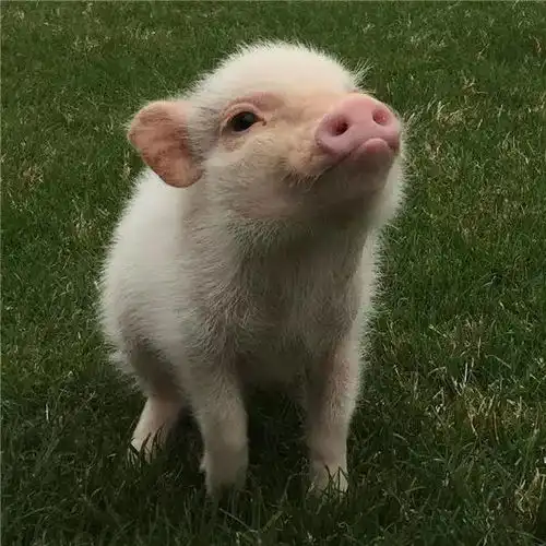 今天就跟猪杠上了 今天就跟猪杠上了