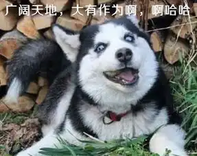 二哈下乡奇遇记解放天性,主人无奈悔不该当初养个傻狗 二哈下乡奇遇记解放天性,主人无奈悔不该当初养个傻狗