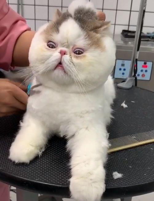 猫的表情包生无可恋剃毛