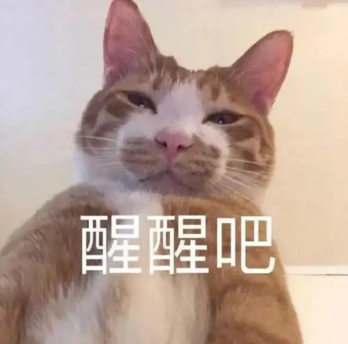  怎么还不放假啊啊啊啊丨第208期猫咪表情包