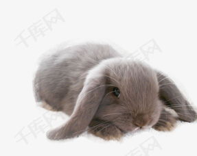 灰色可爱的垂耳兔素材图片免费下载高清png千库网图片编号8107637 灰色可爱的垂耳兔素材图片免费下载高清png千库网图片编号8107637