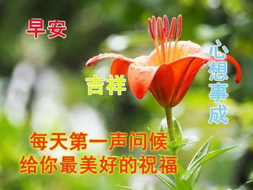  唯美早上好问候祝福动态图片带字漂亮清晨早安问候动画表情鲜花图片