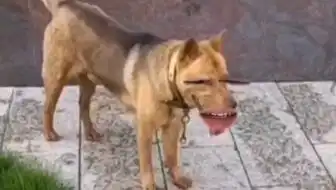 藏语趣配音芝士雪豹 藏语趣配音芝士雪豹