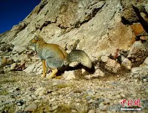 国内新闻_环球网 国内新闻_环球网