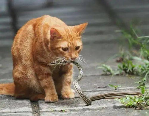  喵大伙儿快来,这有一根活的逗猫棒