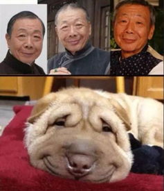  黄渤孙红雷万万没想到栽到了一条狗手里...