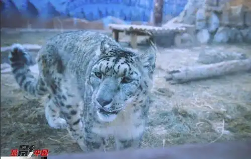 真实版美女与野兽90后美女在青藏高原饲养雪豹 真实版美女与野兽90后美女在青藏高原饲养雪豹