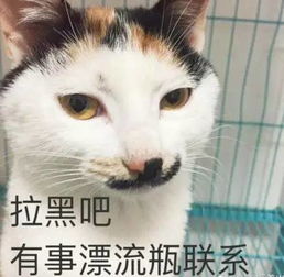  接住,大波猫咪表情包袭来...