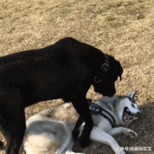  哈士奇遇上猛犬卡斯罗,二哈一个绝招就应付过去了